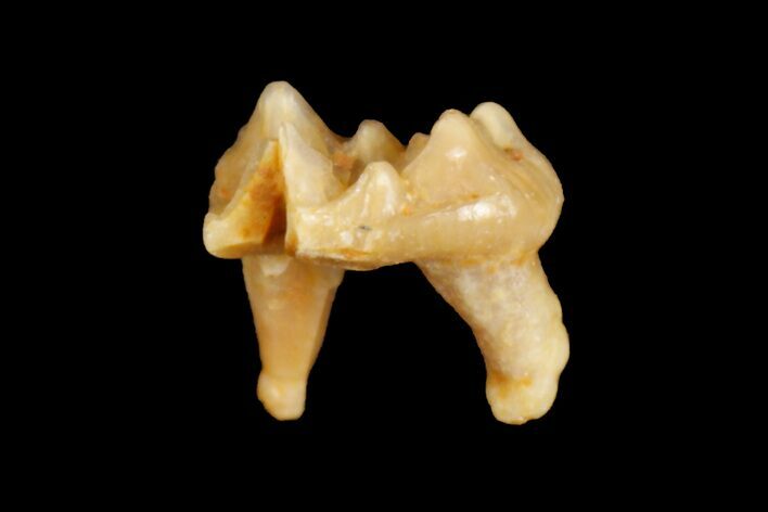 Eocene Primate (Necrolemur) Rooted Tooth Fossil - France #179995